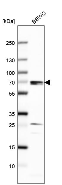 Western blot analysis in human cell line BEWO.