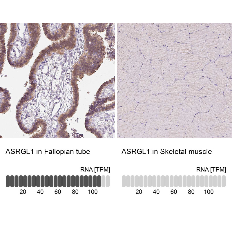 Immunohistochemistry analysis in human fallopian tube and skeletal muscle tissues using HPA055572 antibody. Corresponding ASRGL1 RNA-seq data are presented for the same tissues.