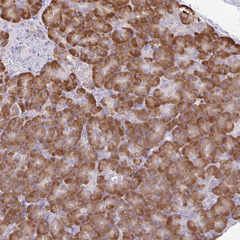 Immunohistochemical staining of human pancreas shows strong cytoplasmic positivity in exocrine glandular cells.