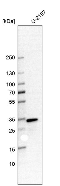 Western blot analysis in human cell line U-2197.