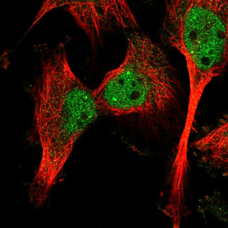 Immunofluorescent staining of human cell line U-251 MG shows localization to nucleoplasm & cytosol.