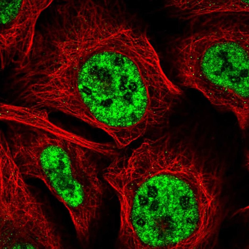 Immunofluorescent staining of human cell line U-2 OS shows localization to nuclear speckles.