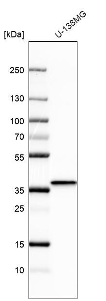 Western blot analysis in human cell line U-138MG.