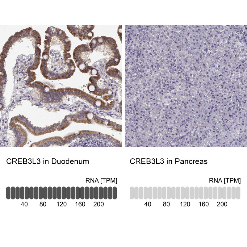 Immunohistochemistry analysis in human duodenum and pancreas tissues using Anti-CREB3L3 antibody. Corresponding CREB3L3 RNA-seq data are presented for the same tissues.