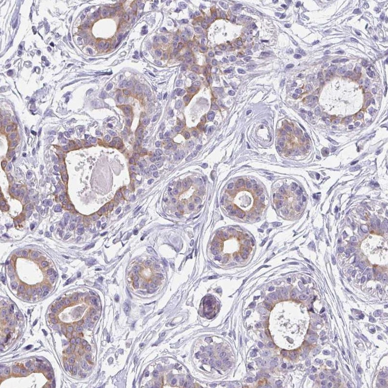 Immunohistochemical staining of human breast shows moderate cytoplasmic positivity in glandular cells.