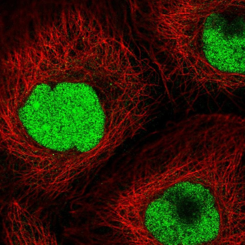 Immunofluorescent staining of human cell line A-431 shows localization to nucleus.