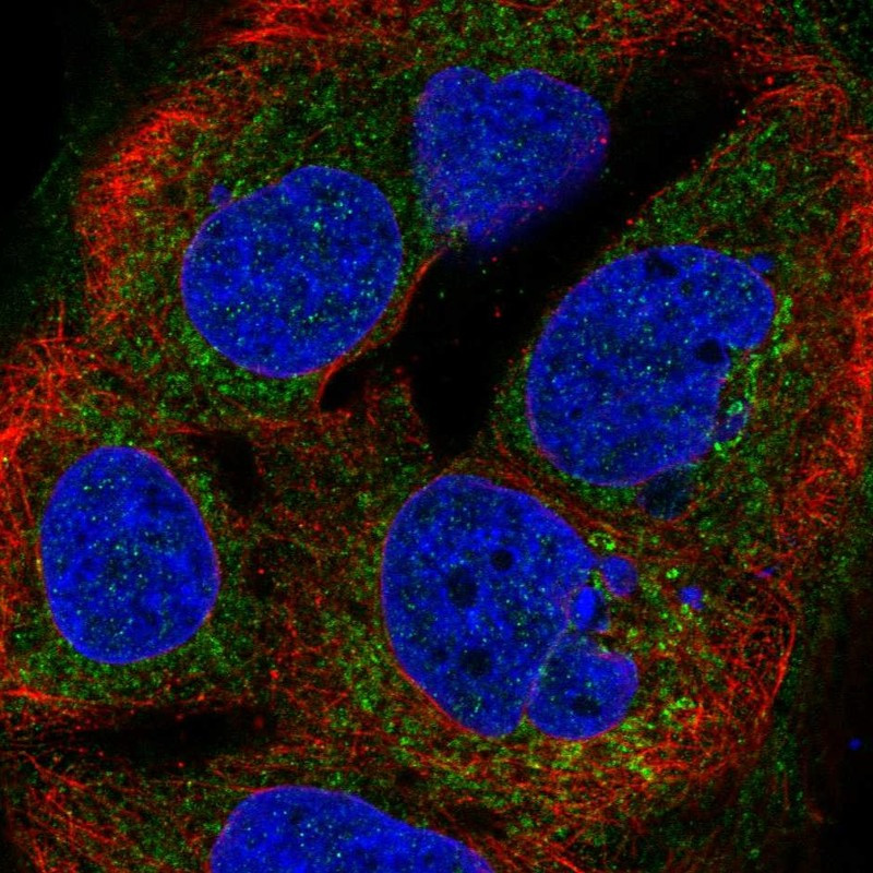 Immunofluorescent staining of human cell line CACO-2 shows localization to endoplasmic reticulum & the Golgi apparatus.