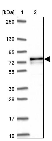Lane 1: Marker [kDa] 250, 130, 95, 72, 55, 36, 28, 17, 10<br/>Lane 2: Human cell line RT-4
