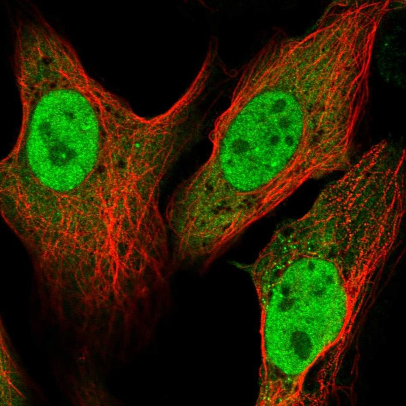 Immunofluorescent staining of human cell line U-2 OS shows localization to nucleoplasm & cytosol.