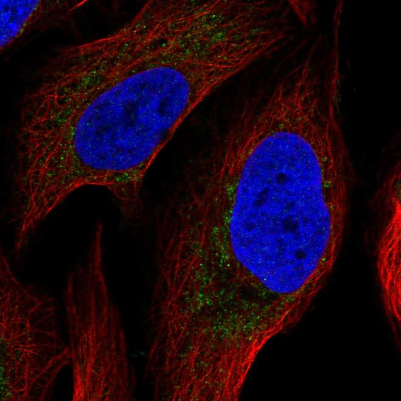 Immunofluorescent staining of human cell line U-2 OS shows localization to mitochondria.