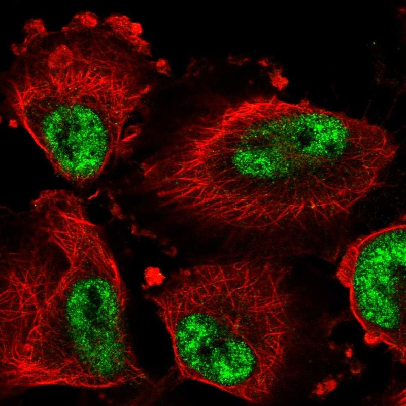 Immunofluorescent staining of human cell line U-251 MG shows localization to nuclear speckles.