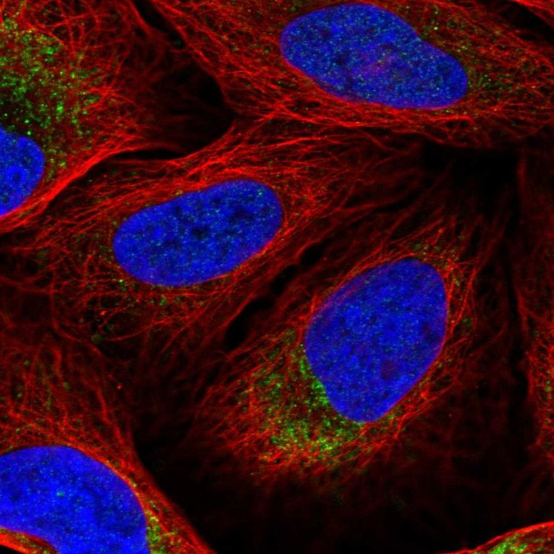Immunofluorescent staining of human cell line U-2 OS shows localization to mitochondria.