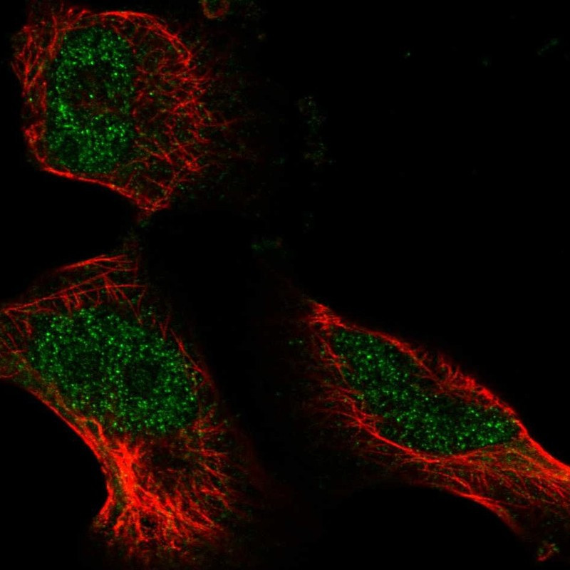 Immunofluorescent staining of human cell line U-251 MG shows localization to nucleus.