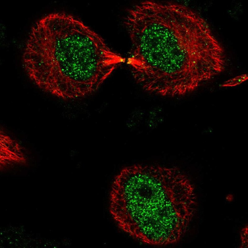 Immunofluorescent staining of human cell line HeLa shows localization to nucleoplasm & cytokinetic bridge.