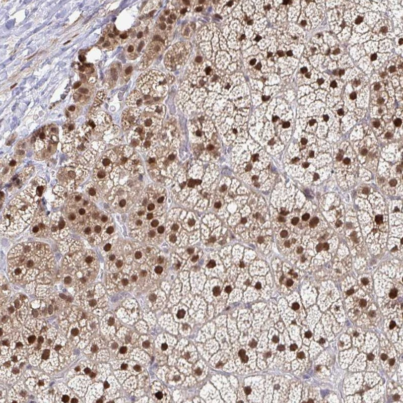 Immunohistochemical staining of human adrenal gland shows strong nuclear positivity in glandular cells.