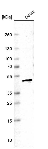 Western blot analysis in human cell line Daudi.