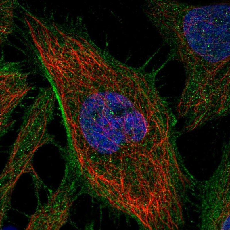 Immunofluorescent staining of human cell line HeLa shows localization to plasma membrane & actin filaments.