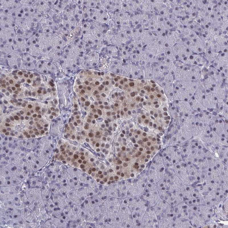 Immunohistochemical staining of human pancreas shows moderate nuclear positivity in islets of Langerhans.
