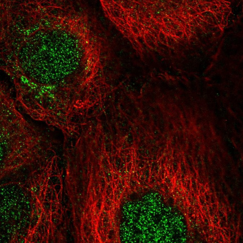 Immunofluorescent staining of human cell line A-431 shows localization to nucleoplasm & the Golgi apparatus.