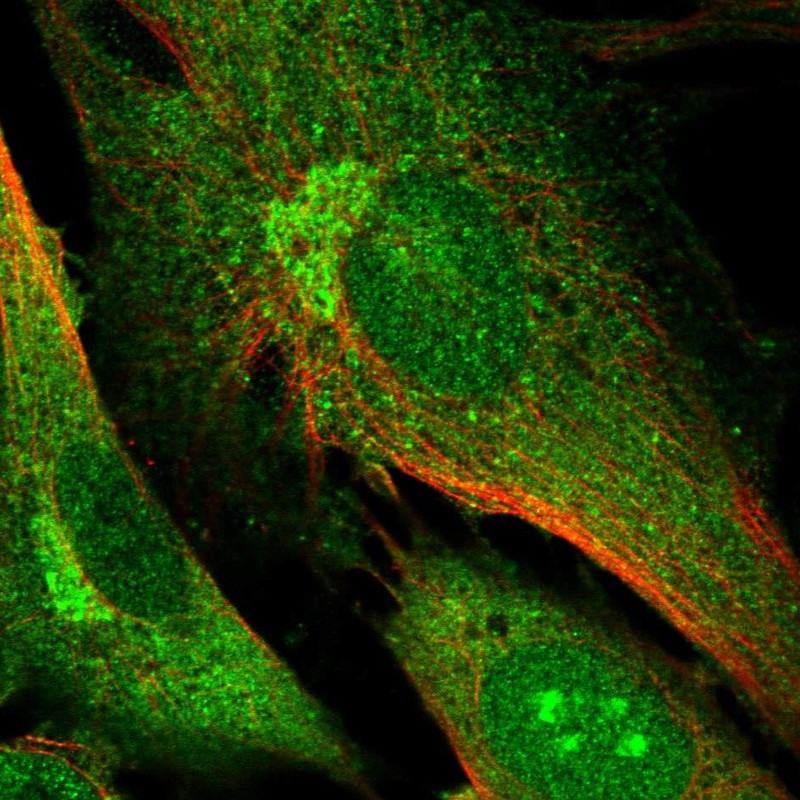 Immunofluorescent staining of human cell line BJ shows localization to nucleoplasm, nucleoli, cytosol & the Golgi apparatus.