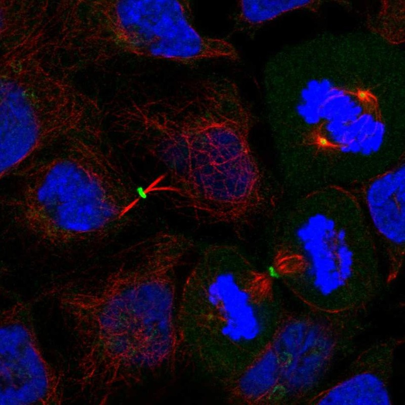 Immunofluorescent staining of human cell line CACO-2 shows localization to centrosome & midbody ring.
