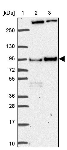 Lane 1: Marker [kDa] 250, 130, 95, 72, 55, 36, 28, 17, 10<br/>Lane 2: Human cell line RT-4<br/>Lane 3: Human cell line U-251 MG