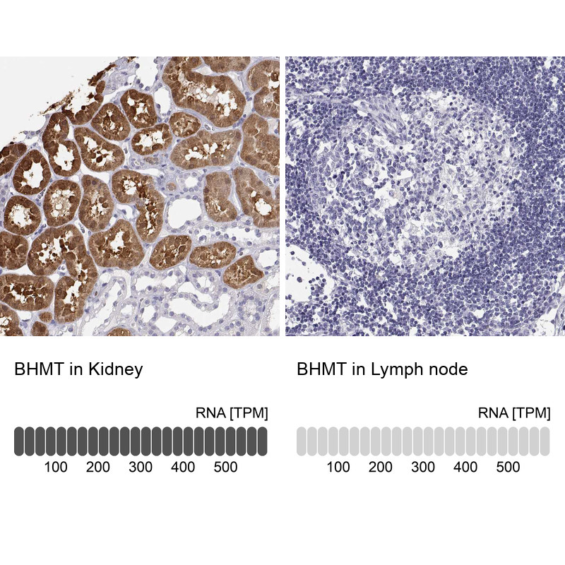 Immunohistochemistry analysis in human kidney and lymph node tissues using HPA058310 antibody. Corresponding BHMT RNA-seq data are presented for the same tissues.