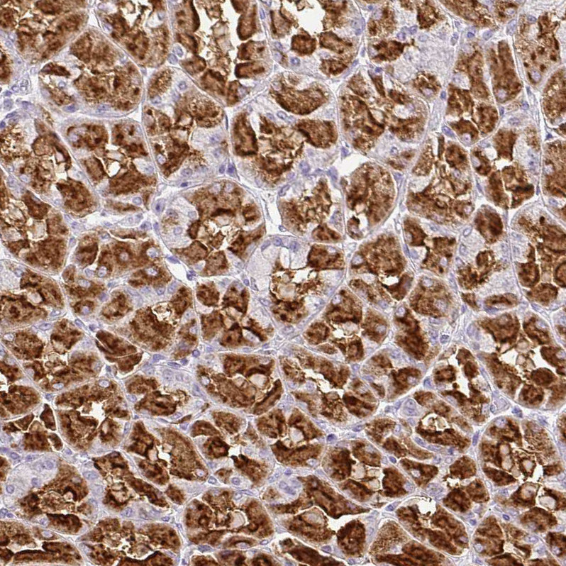 Immunohistochemical staining of human stomach shows strong cytoplasmic positivity in glandular cells.