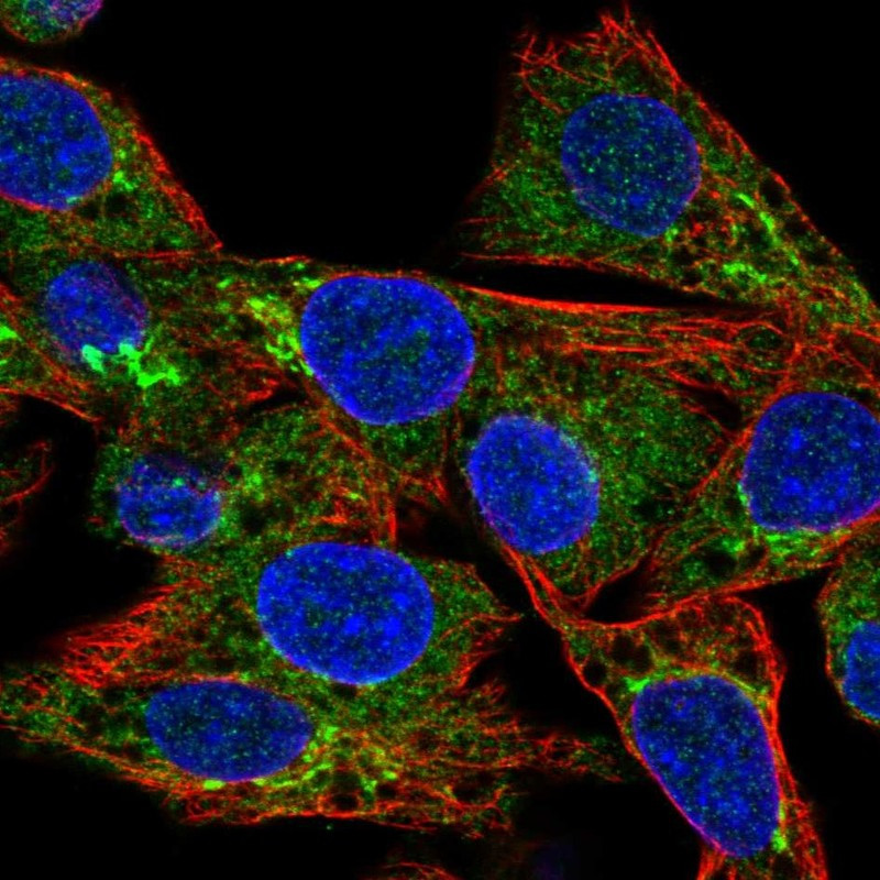 Immunofluorescent staining of human cell line Hep G2 shows localization to the Golgi apparatus.