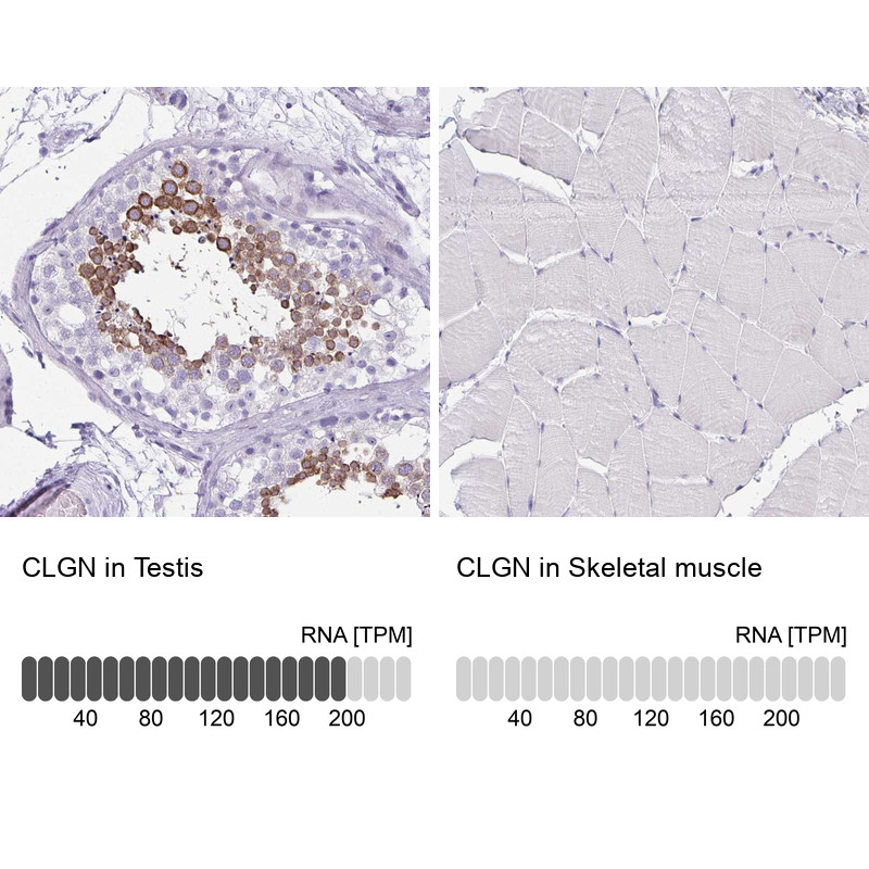 Immunohistochemistry analysis in human testis and skeletal muscle tissues using Anti-CLGN antibody. Corresponding CLGN RNA-seq data are presented for the same tissues.