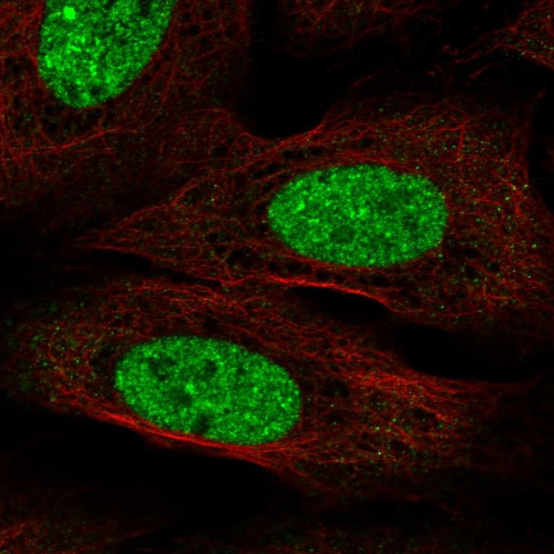 Immunofluorescent staining of human cell line U-2 OS shows localization to nucleoplasm & nuclear bodies.