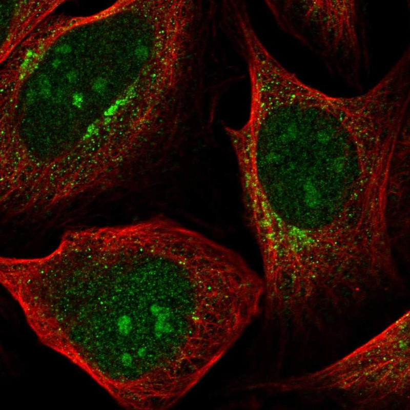 Immunofluorescent staining of human cell line U-2 OS shows localization to nucleus, nucleoli & mitochondria.