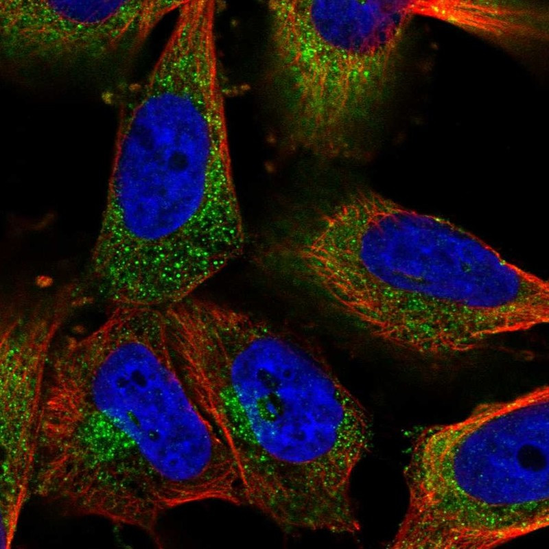 Immunofluorescent staining of human cell line U-251 MG shows localization to endosomes & lysosomes.