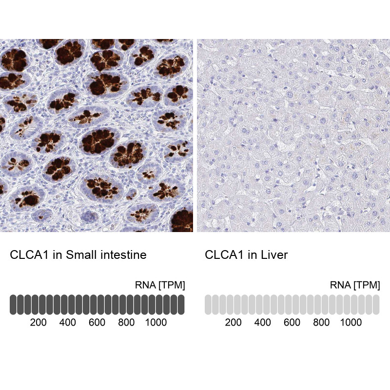 Immunohistochemistry analysis in human small intestine and liver tissues using Anti-CLCA1 antibody. Corresponding CLCA1 RNA-seq data are presented for the same tissues.