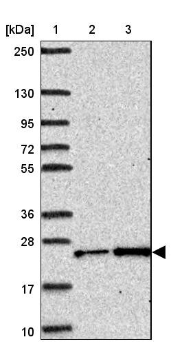 Lane 1: Marker [kDa] 250, 130, 95, 72, 55, 36, 28, 17, 10<br/>Lane 2: Human cell line RT-4<br/>Lane 3: Human cell line U-251MG sp