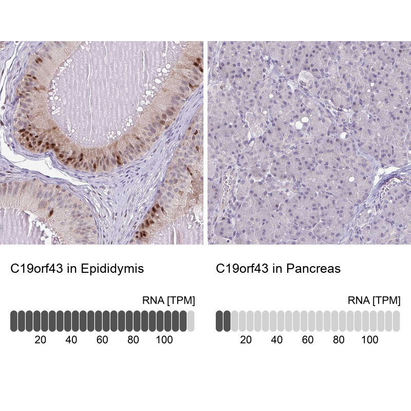 Immunohistochemistry analysis in human epididymis and pancreas tissues using HPA059965 antibody. Corresponding C19orf43 RNA-seq data are presented for the same tissues.