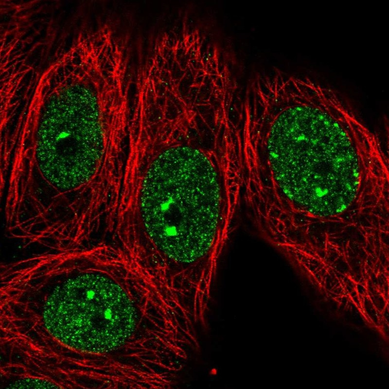 Immunofluorescent staining of human cell line MCF7 shows localization to nucleoplasm & nuclear bodies.