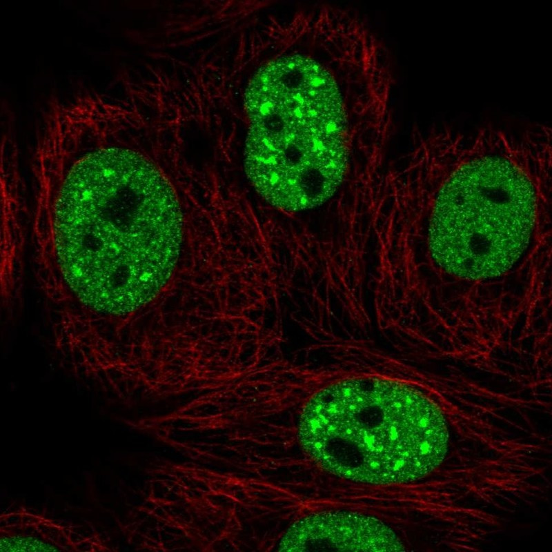 Immunofluorescent staining of human cell line MCF7 shows localization to nucleoplasm & nuclear speckles.