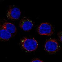 Immunofluorescent staining of human cell line HEL shows localization to the Golgi apparatus & vesicles.