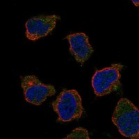 Immunofluorescent staining of human cell line THP-1 shows localization to plasma membrane.