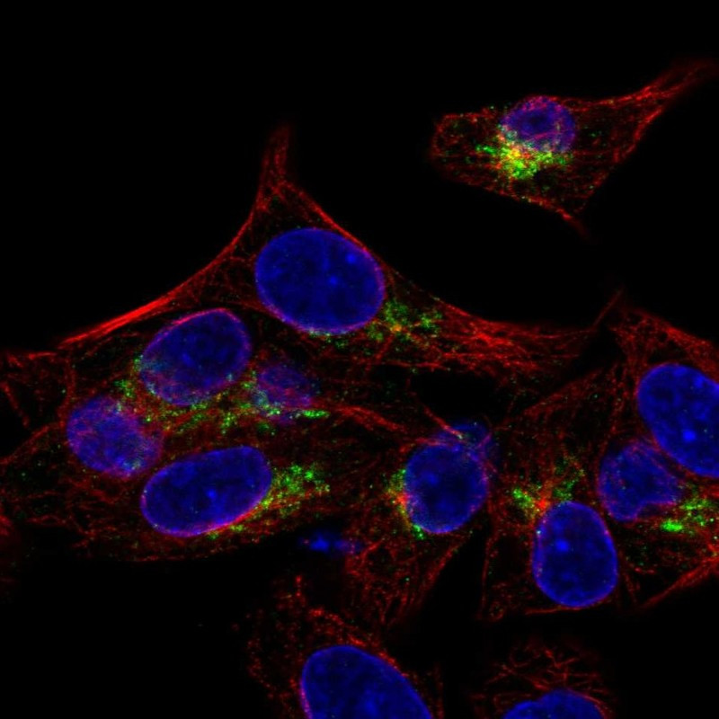 Immunofluorescent staining of human cell line Hep G2 shows localization to the Golgi apparatus.