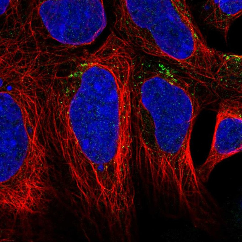 Immunofluorescent staining of human cell line HEK 293 shows localization to the Golgi apparatus.