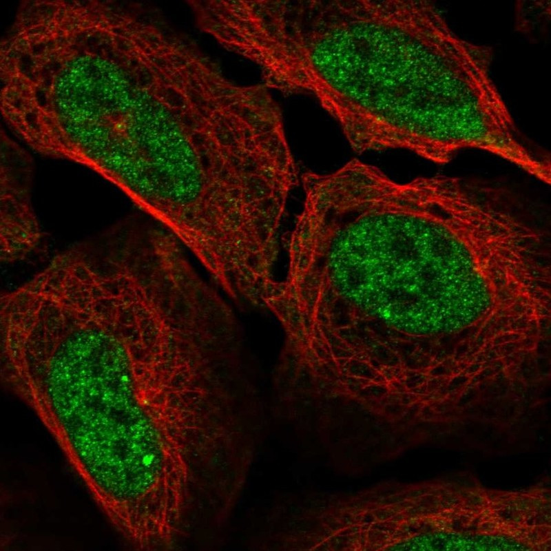 Immunofluorescent staining of human cell line U-2 OS shows localization to nucleoplasm & nuclear bodies.