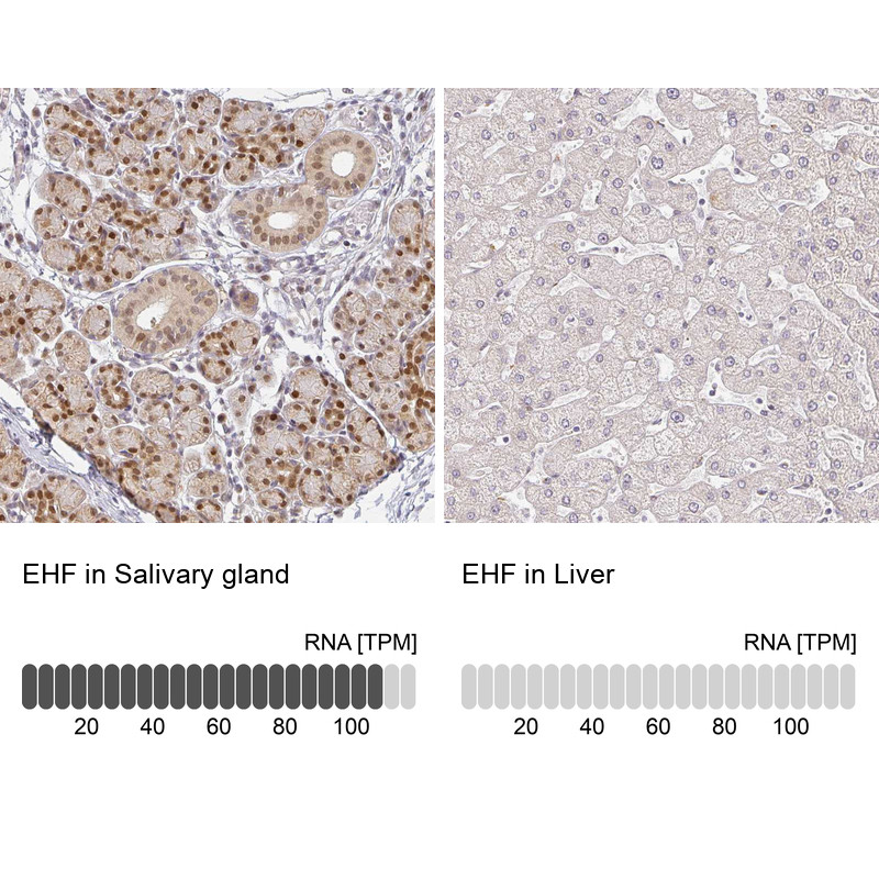 Immunohistochemistry analysis in human salivary gland and liver tissues using HPA060734 antibody. Corresponding EHF RNA-seq data are presented for the same tissues.