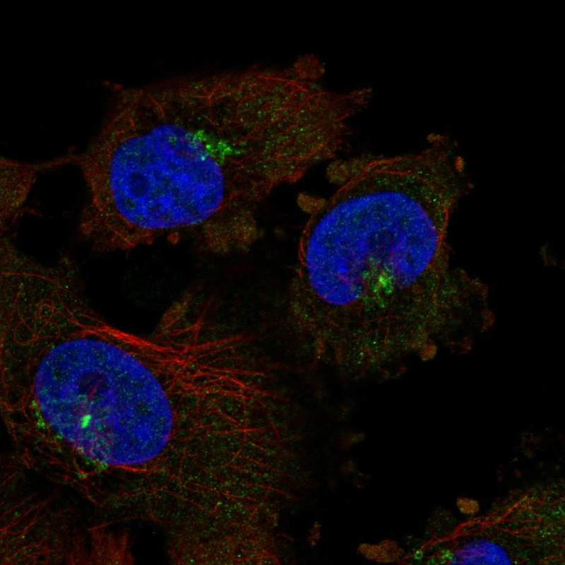 Immunofluorescent staining of human cell line U-251 MG shows localization to the Golgi apparatus & centrosome.
