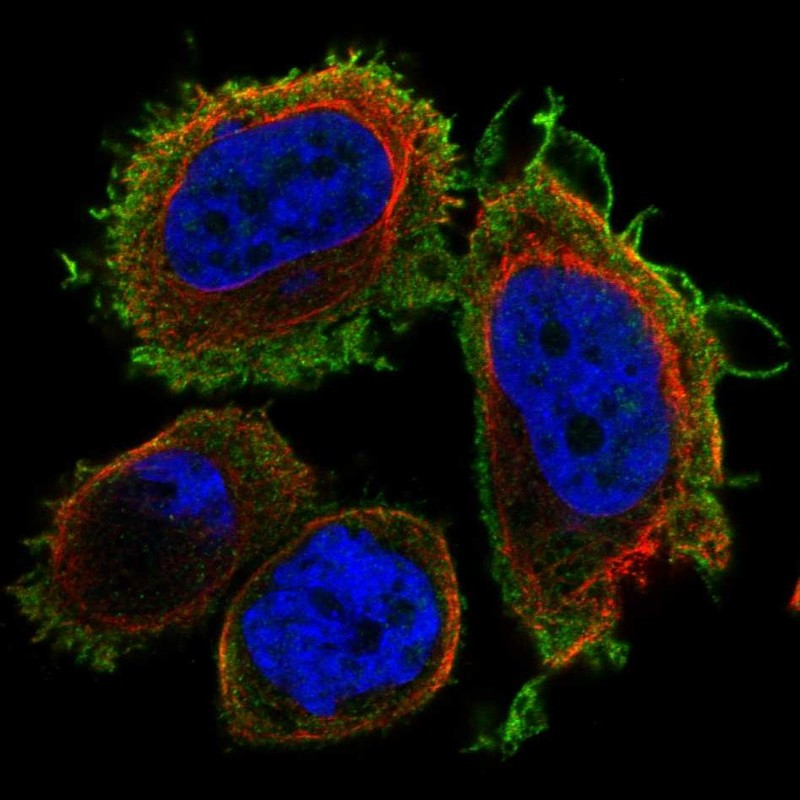 Immunofluorescent staining of human cell line PC-3 shows localization to plasma membrane.