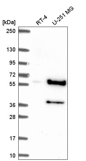Western blot analysis in human cell line RT-4 and human cell line U-251 MG.