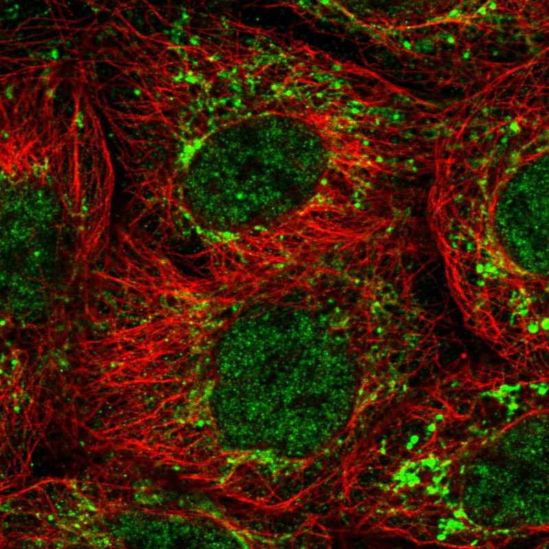 Immunofluorescent staining of human cell line A-431 shows localization to nucleoplasm & mitochondria.