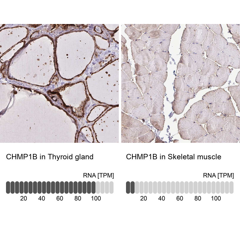 Immunohistochemistry analysis in human thyroid gland and skeletal muscle tissues using Anti-CHMP1B antibody. Corresponding CHMP1B RNA-seq data are presented for the same tissues.