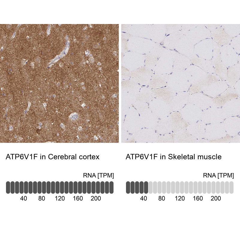 Immunohistochemistry analysis in human cerebral cortex and skeletal muscle tissues using Anti-ATP6V1F antibody. Corresponding ATP6V1F RNA-seq data are presented for the same tissues.